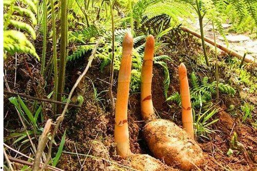 天麻有几种品种图片,探寻自然界的瑰宝