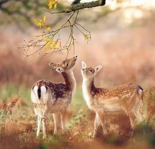 鹿头像图片大全,鹿头像图片大全中的自然之美