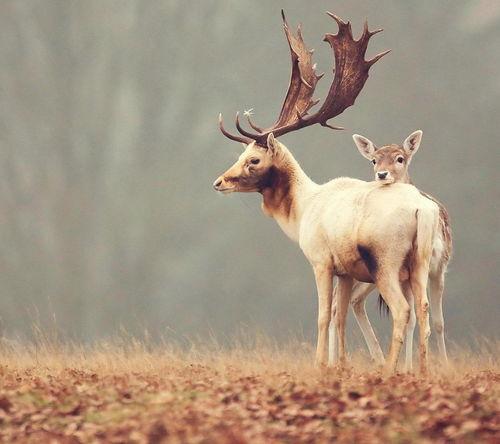 鹿头像图片大全,鹿头像图片大全中的自然之美