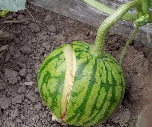 陕西吃瓜最新事件爆料,最新爆料揭秘惊人内幕”