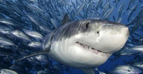 粘土鲨鱼作品图片大全