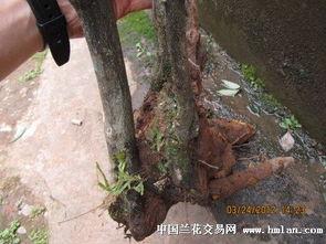 挖金弹子视频,揭秘挖金弹子视频的精彩瞬间