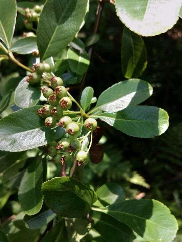 挖金弹子视频,揭秘挖金弹子视频的精彩瞬间