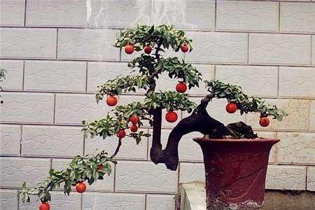 挖金弹子视频,揭秘挖金弹子视频的精彩瞬间