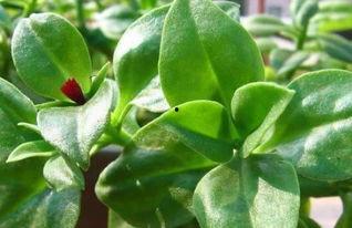 三七的图片,神奇草本植物的神奇功效与药用价值揭秘