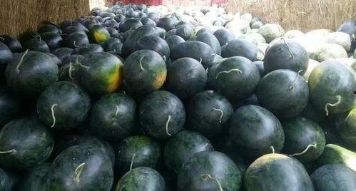 今日双福哈密瓜价格