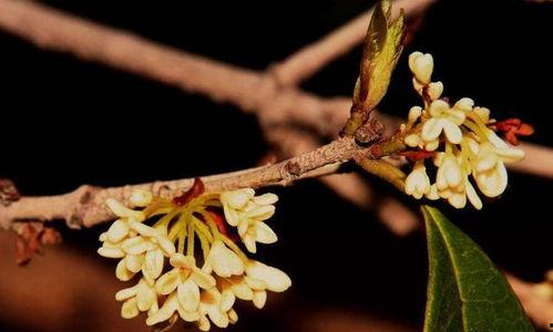 桂花靠接视频,传承与创新之美