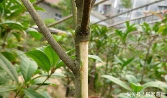 桂花靠接视频,传承与创新之美