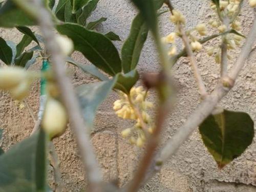 桂花靠接视频,传承与创新之美