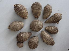 芋头的图片,田园里的“地下珍珠”，营养丰富的健康佳品