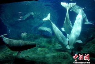 大白鲸 国语,探寻海洋深处的奇幻之旅