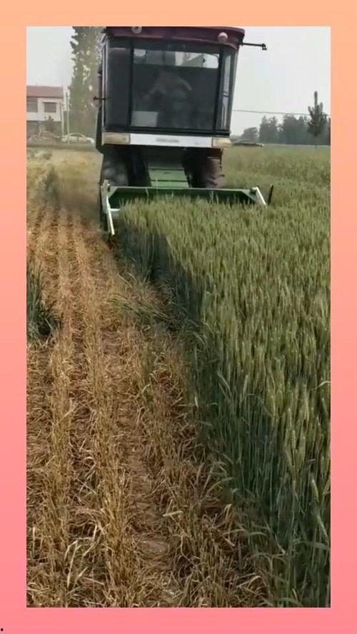 收割机收麦子视频,收割机助力麦收新篇章