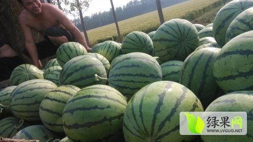 淄博吃瓜爆料事件最新,揭秘背后真相，网络舆论漩涡中的城市风云