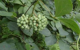 血藤图片,神秘植物之美与药用价值揭秘