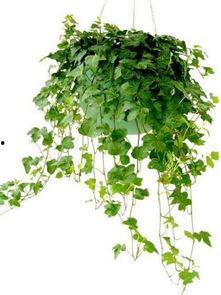 植物的图片,植物图片中的生命奥秘