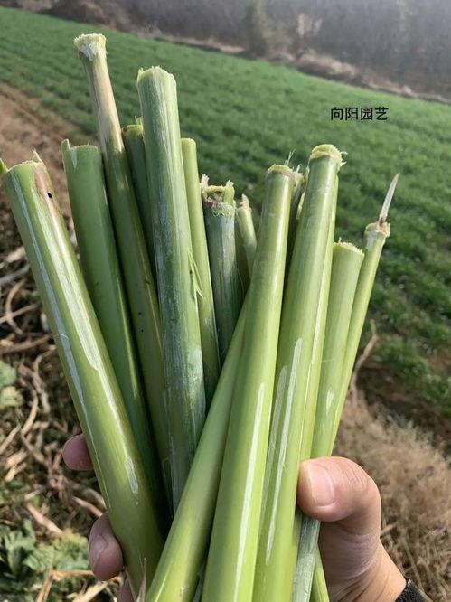 甜杆图片,大自然的甜蜜馈赠，探寻其独特魅力