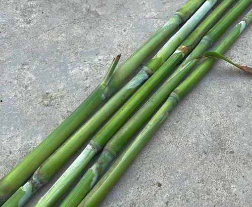 甜杆图片,大自然的甜蜜馈赠，探寻其独特魅力