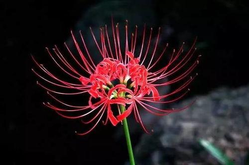 彼岸花图片,探寻神秘花语与生命轮回之美