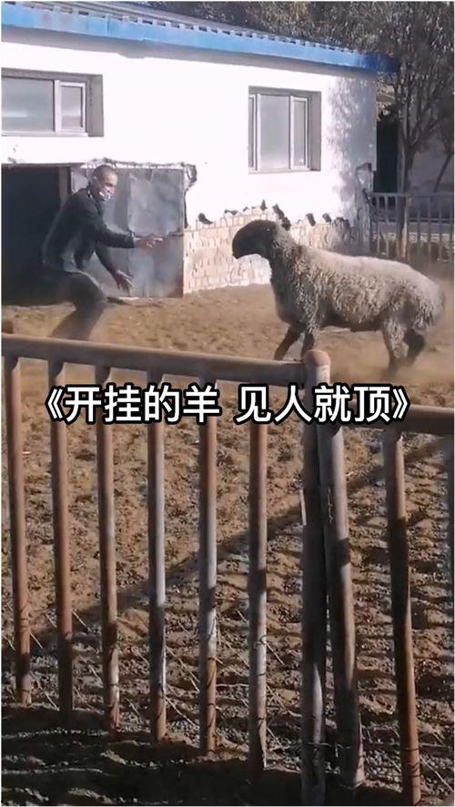 羊顶人视频,揭秘神秘羊群中的神秘人类