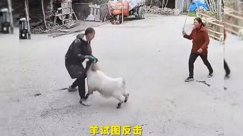 羊顶人视频,揭秘神秘羊群中的神秘人类