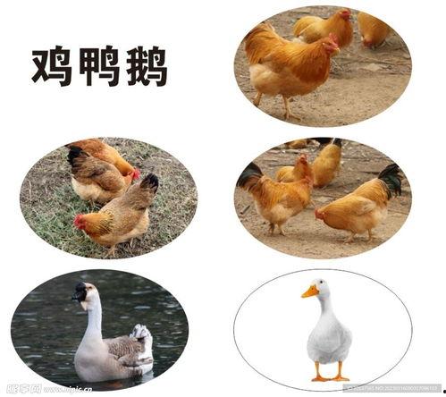 鸡鸭图片大全,图鉴中的家禽魅力