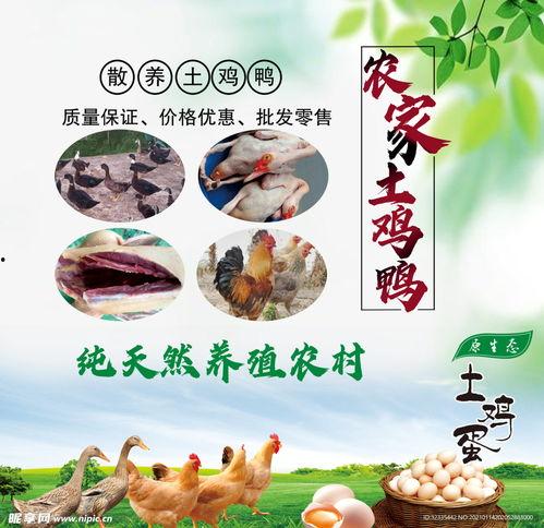 鸡鸭图片大全,图鉴中的家禽魅力