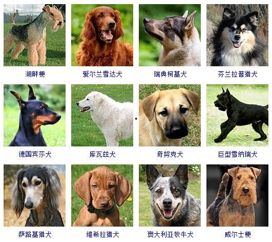 宠物狗图片大全,萌宠集结！宠物狗图片大全精选展示