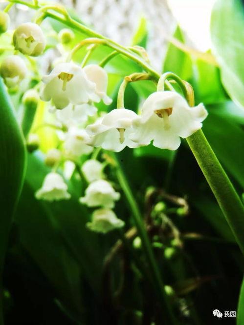 《铃兰》在线观看,探寻青春记忆中的爱与成长