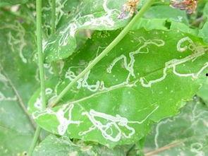 潜叶蝇图片,图片解析与防治技巧