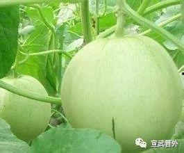 爆料吃瓜的博主叫什么,揭秘神秘爆料者的真实身份