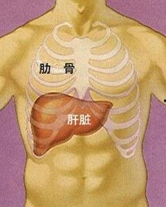 人心脏的位置图片,位置与功能图解