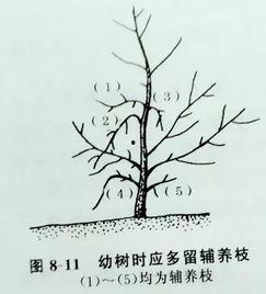 梨树修剪技术视频,高效管理，提升果实品质