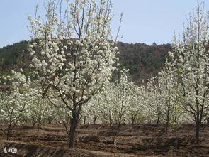 梨树修剪技术视频,高效管理，提升果实品质