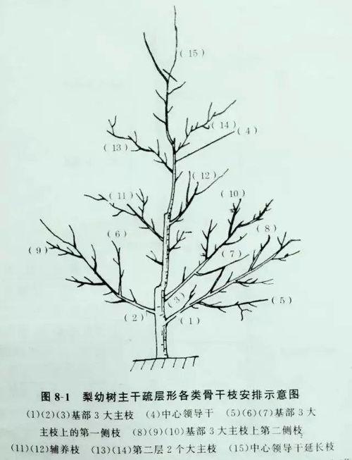 梨树修剪技术视频,高效管理，提升果实品质