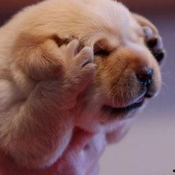 狗狗图片大全带名字,萌宠名字大盘点