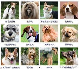 狗狗图片大全带名字,萌宠名字大盘点