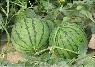 河北小吊瓜西瓜今日价,价格行情一览”