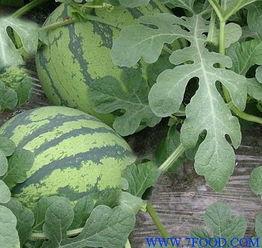 河北小吊瓜西瓜今日价,价格行情一览”