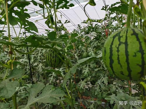 河北小吊瓜西瓜今日价,价格行情一览”