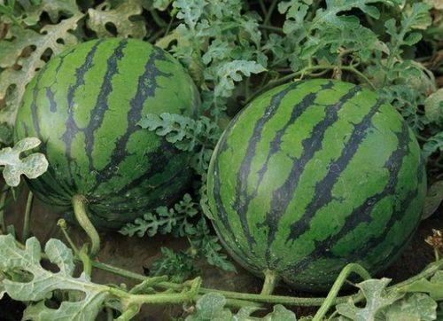 泸西太阳坡小瓜今日价格,价格行情一览