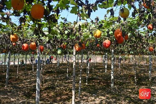 保亭今日吊瓜种植,绿色生态农业新亮点