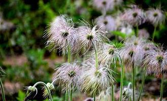 中药柴胡图片,疏肝解郁，中药界的“情绪调节器”