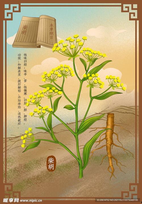 中药柴胡图片,疏肝解郁，中药界的“情绪调节器”