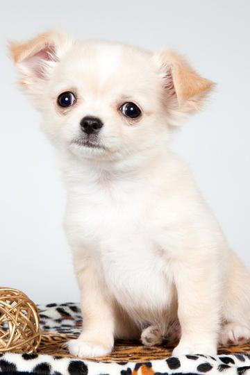 可爱小狗狗图片大全,萌宠集结！可爱小狗狗图片大盘点