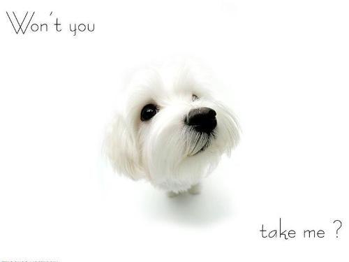 可爱小狗狗图片大全,萌宠集结！可爱小狗狗图片大盘点