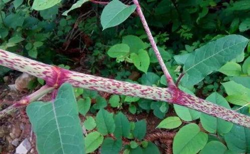 酸草图片,自然界的神秘之草