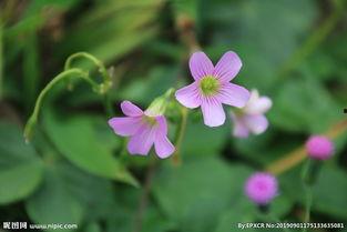 酸草图片,自然界的神秘之草