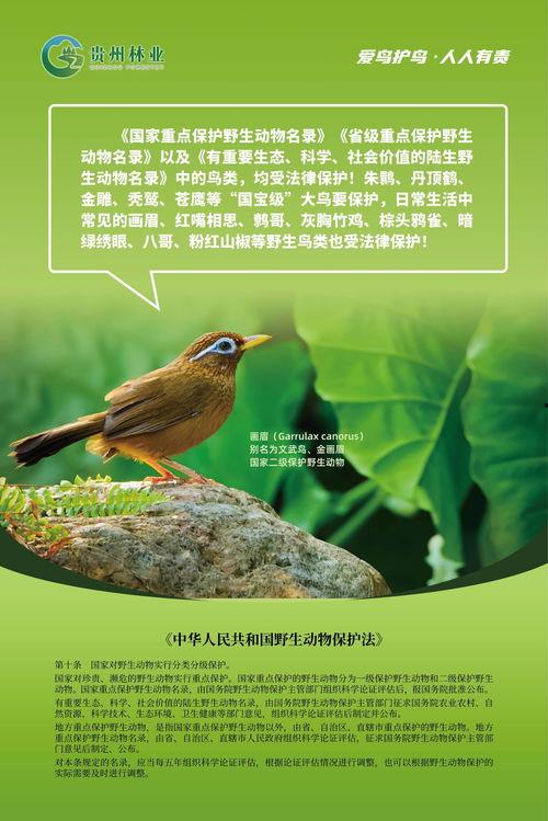保护鸟类图片,鸟类保护行动纪实