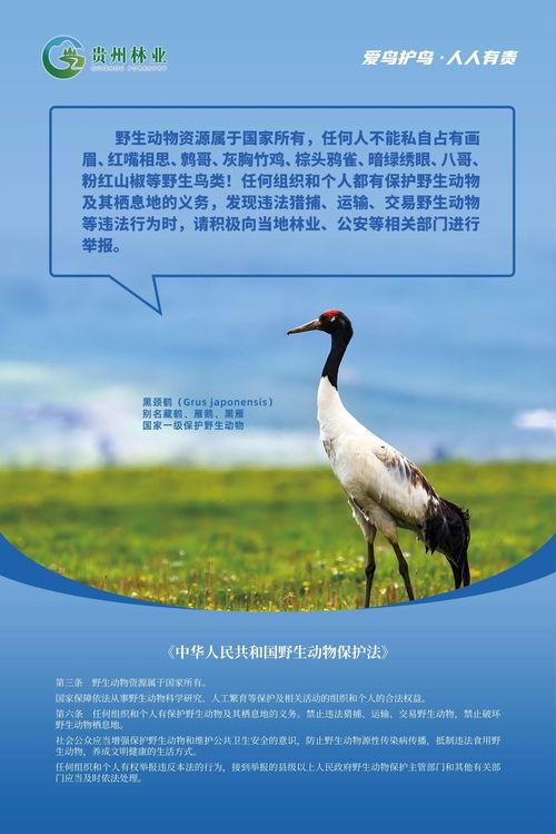 保护鸟类图片,鸟类保护行动纪实