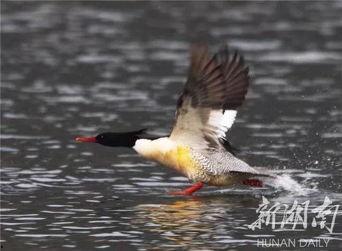 保护鸟类图片,鸟类保护行动纪实